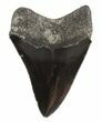 Serrated Megalodon Tooth - Georgia #54855-2